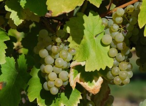 folle blanche grapes